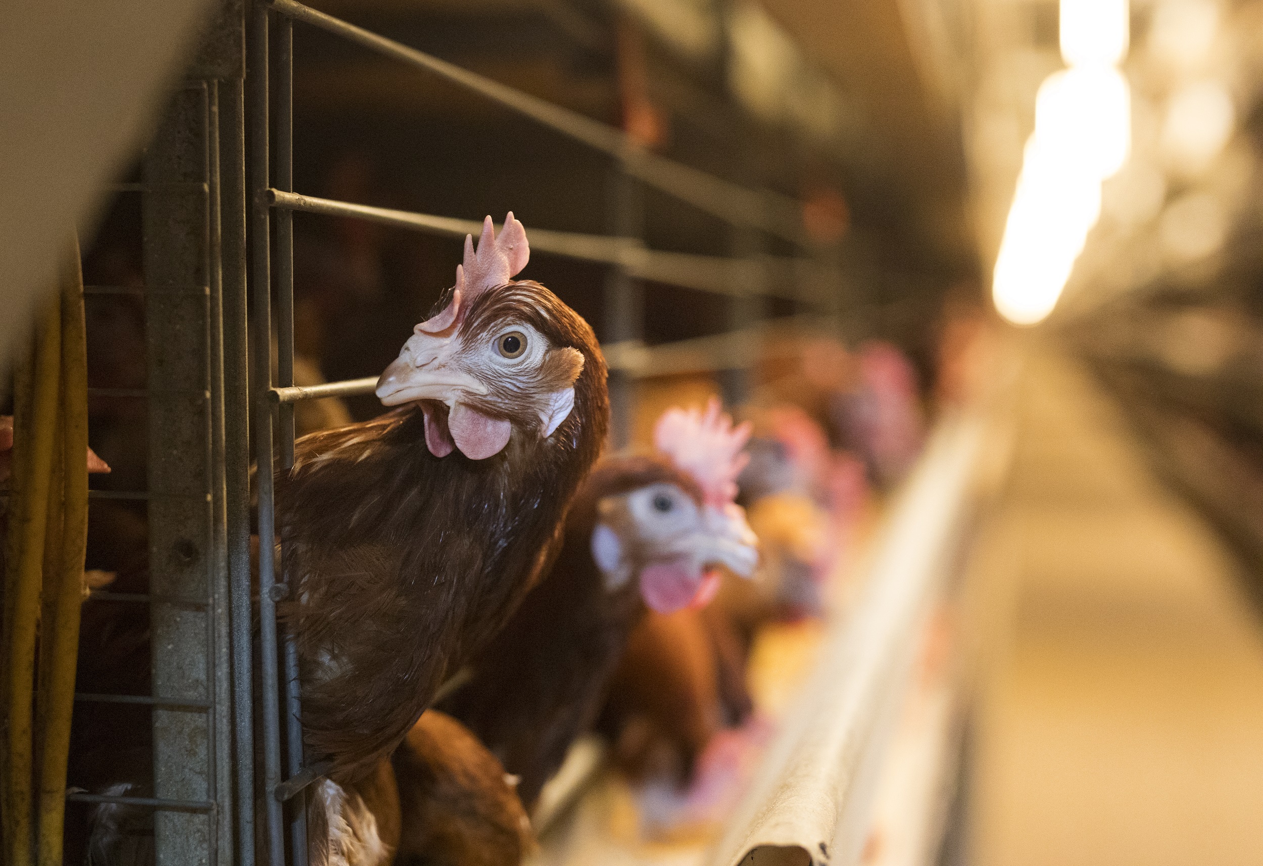 Regulation of Free-Range Systems for Chicken Health and Welfare – Debating  Science